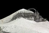 Spiny Quadrops Trilobite - Large For Species #69574-6